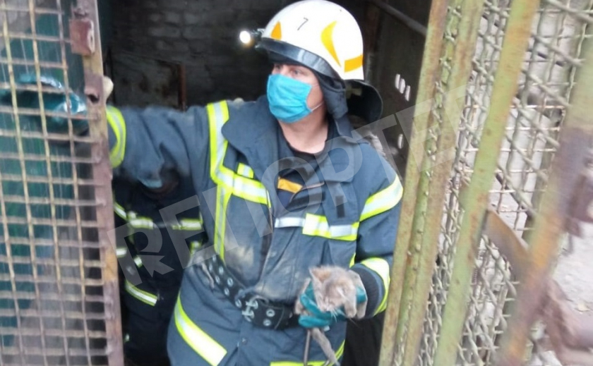 Каменские спасатели не оставили котенка умирать в подвале многоэтажки