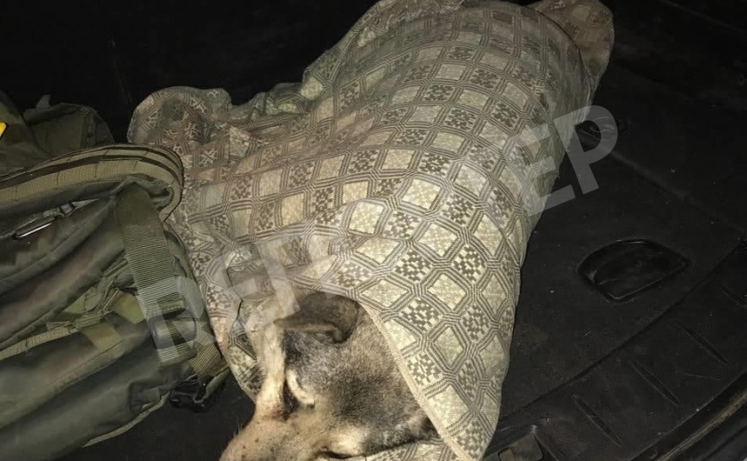 В Каменском спасли тяжелораненую собаку