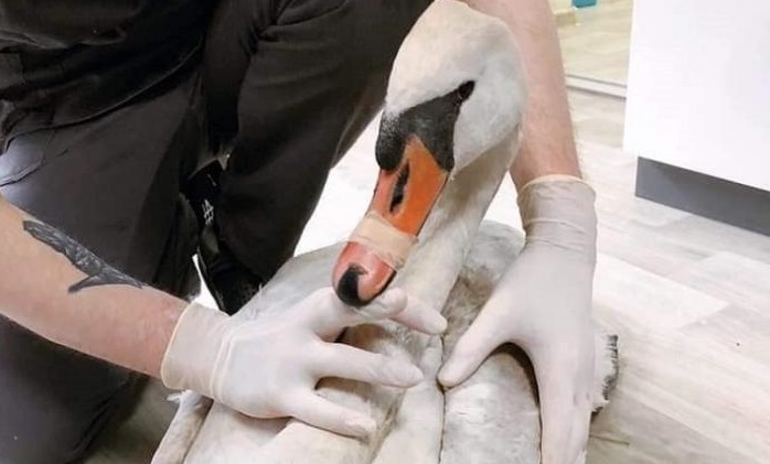 В Каменском горожане нашли лебедя с пулей возле сердца