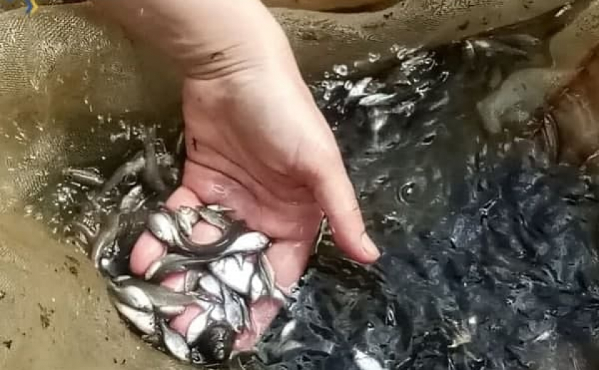 Рыбнадзор анализирует, как отнерестилась рыба в Каменском водохранилище