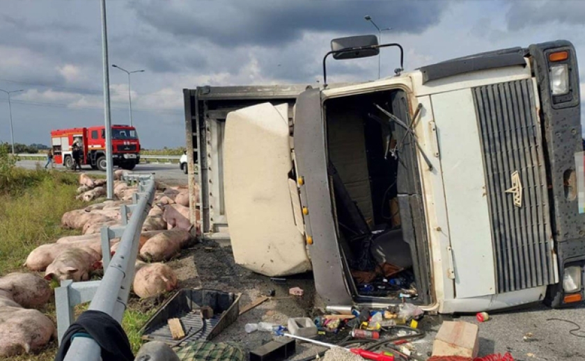 Постраждали тварини: Поблизу Петриківки на Дніпропетровщині перевернулася вантажівка «МАЗ», що перевозив свией