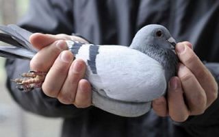 В Каменском спасли жизнь голубю с помощью пожарной лестницы ФОТО ВИДЕО