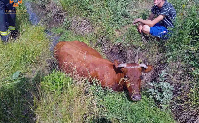 У Камʼянському районі надзвичайники врятували корову