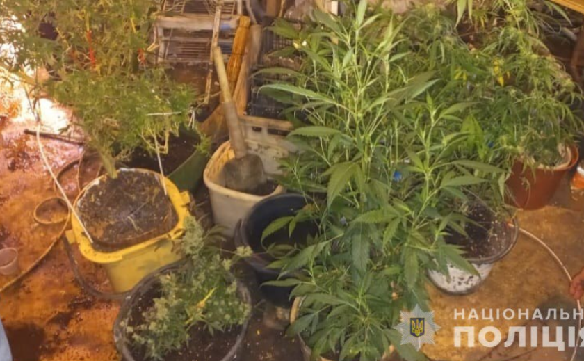 Поліцейські Кам'янського викрили двох чоловіків у незаконному вирощуванні конопель