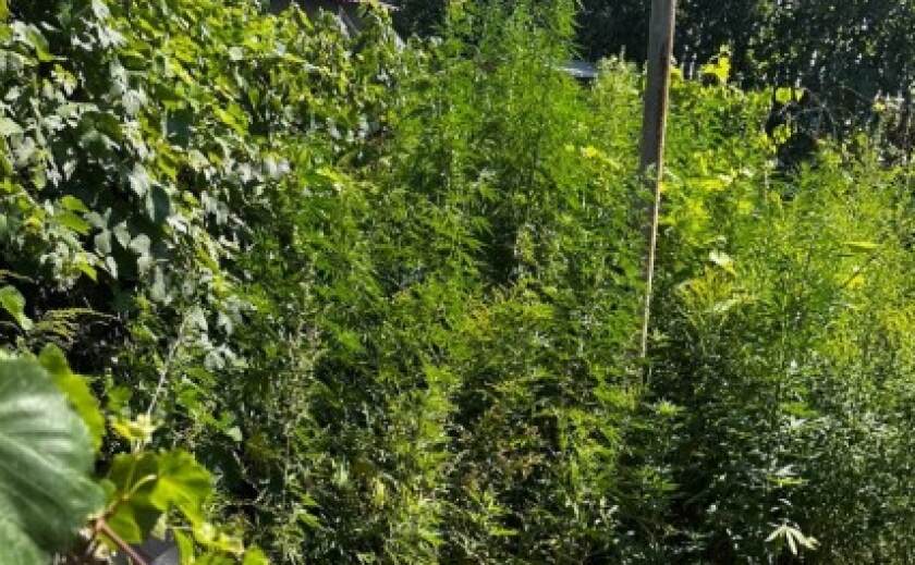 Вилучили понад 400 рослин конопель: у Кам’янському поліцейські викрили чоловіка на незаконному посіві