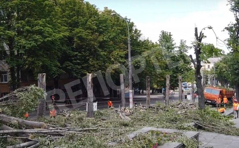 В Каменском создали петицию против вырубки деревьев на пр. Свободы