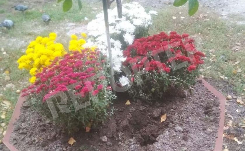 В мире «животных»: в Вольногорске разграбили зонтичные клумбы
